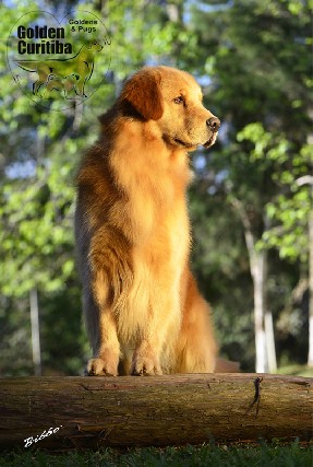 Golden retriever enviamos para todo brasil