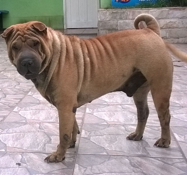 Foto 1 - Shar pei   filhote