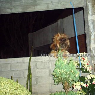 Hotel para cães porto alegre