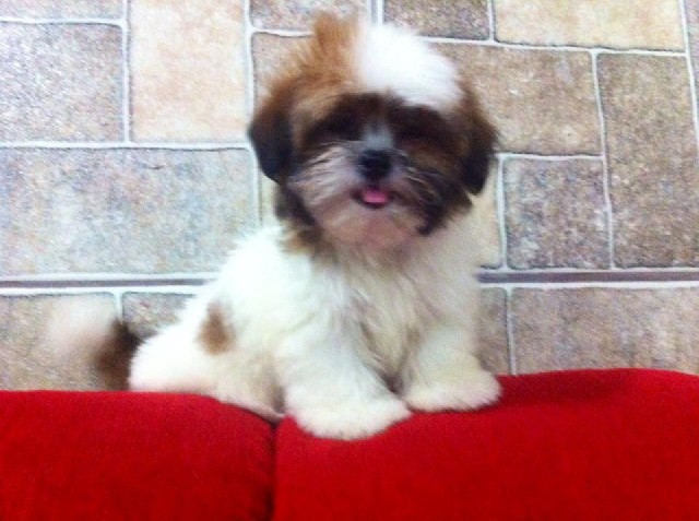 Shih-tzu minusculos