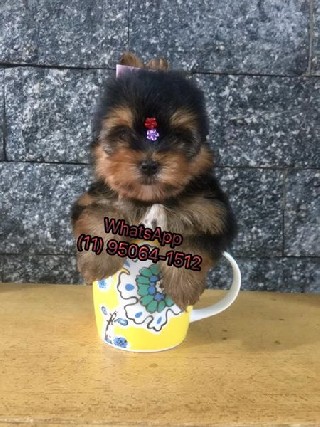 Yorkshire bibelo micrinho