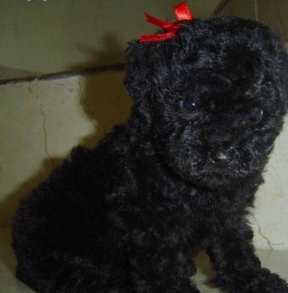 Poodle  bibelozinho micrinho
